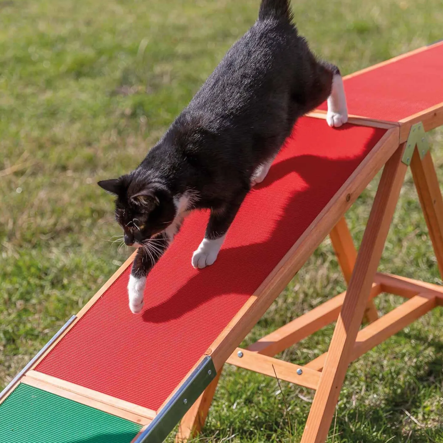 Agility Dogwalk