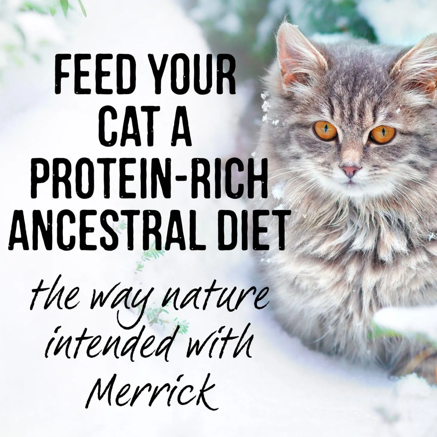 Backcountry Real Chicken Recipe Adult Cat Food