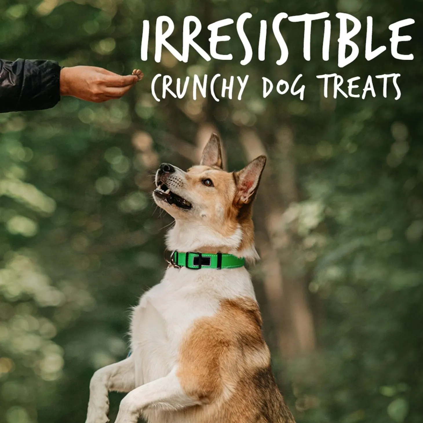 Baked Pumpkin & Apple Flavour Dog Treats