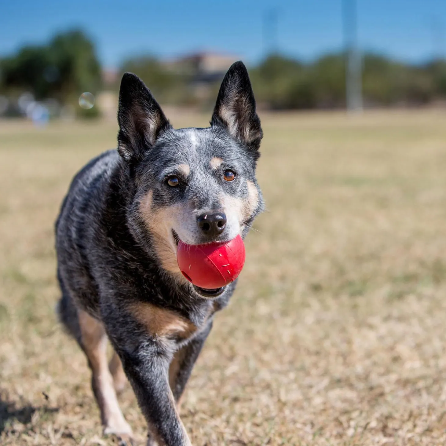 Ball with Hole Dog Toy