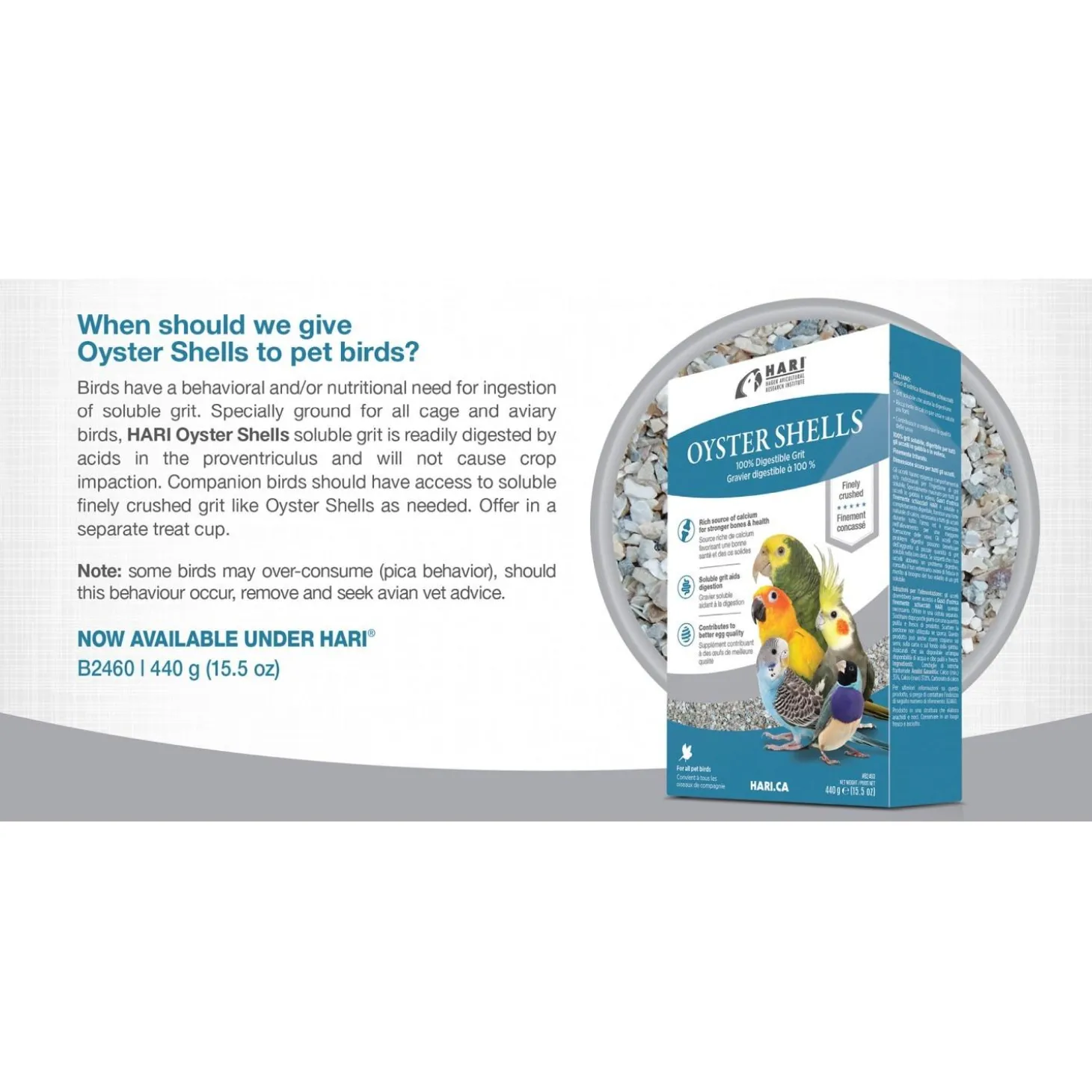 Bird Oyster Shell