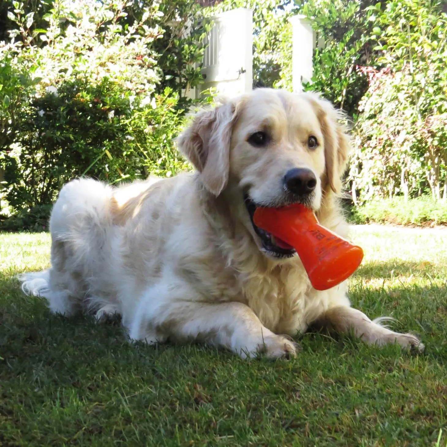 Bone Dog Toy
