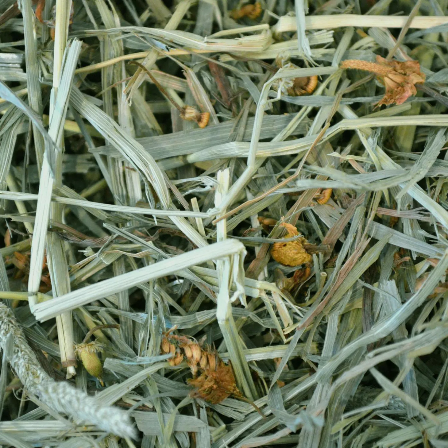 Botanical Hay for Small Animals