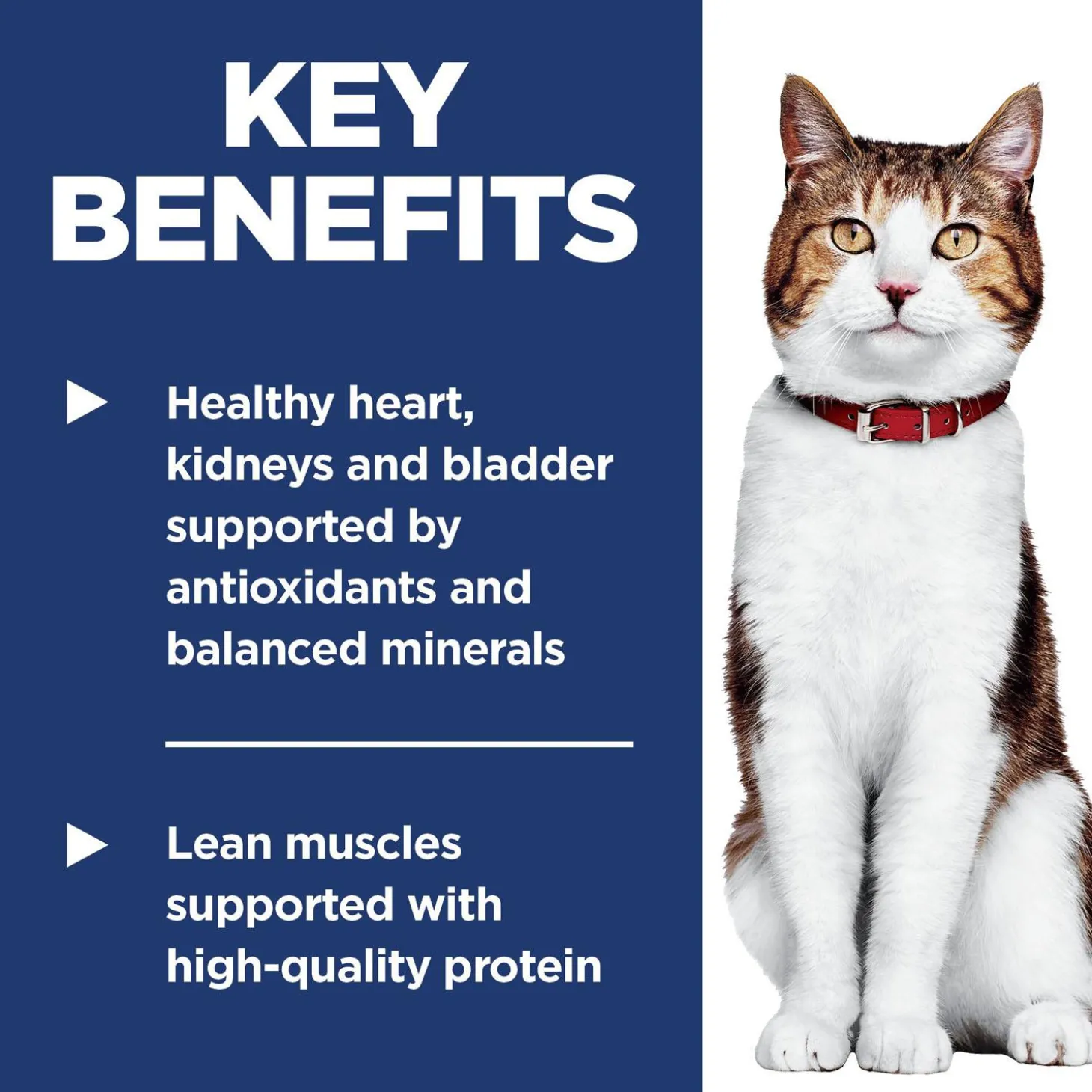 Chicken Recipe Adult 7+ Cat Food