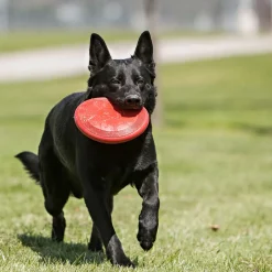 Classic Flyer Dog Toy