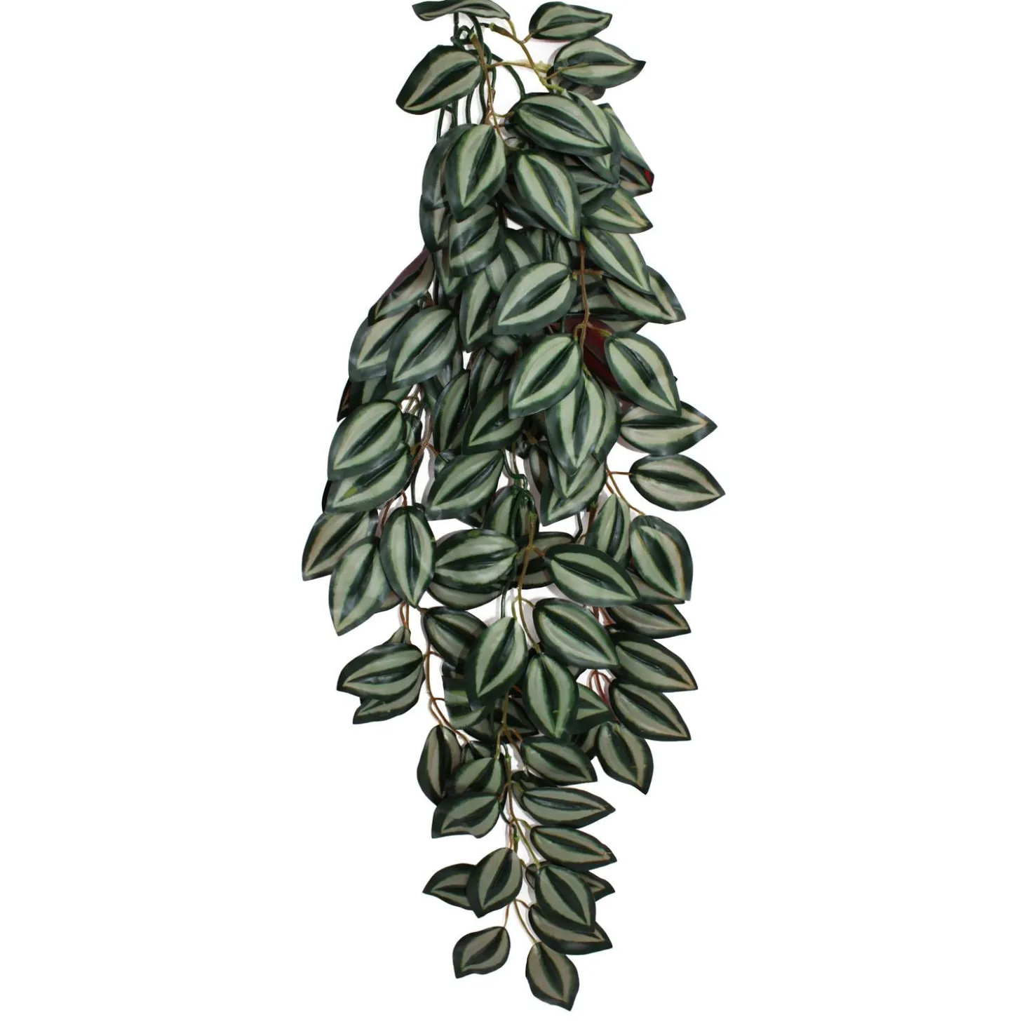 Climbing Zebrina Plant