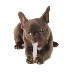 Deerhorn Dog Toy