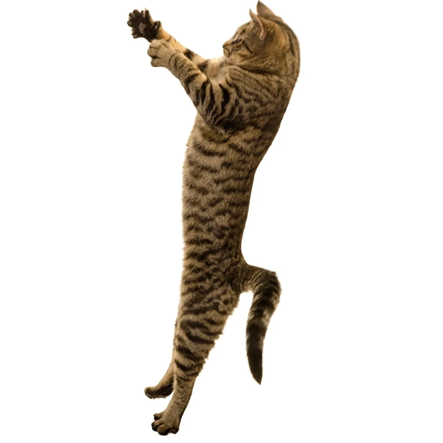 Deluxe Cat Toy
