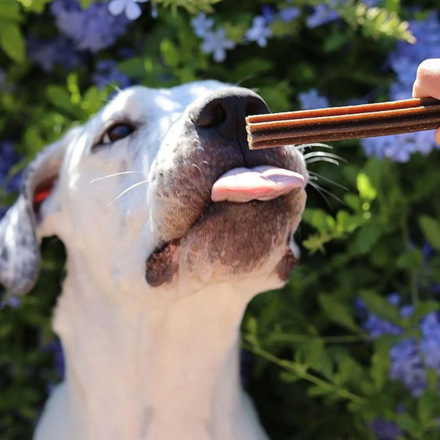 Dental Care Salmon Sticks Medium-Large Dog Treats