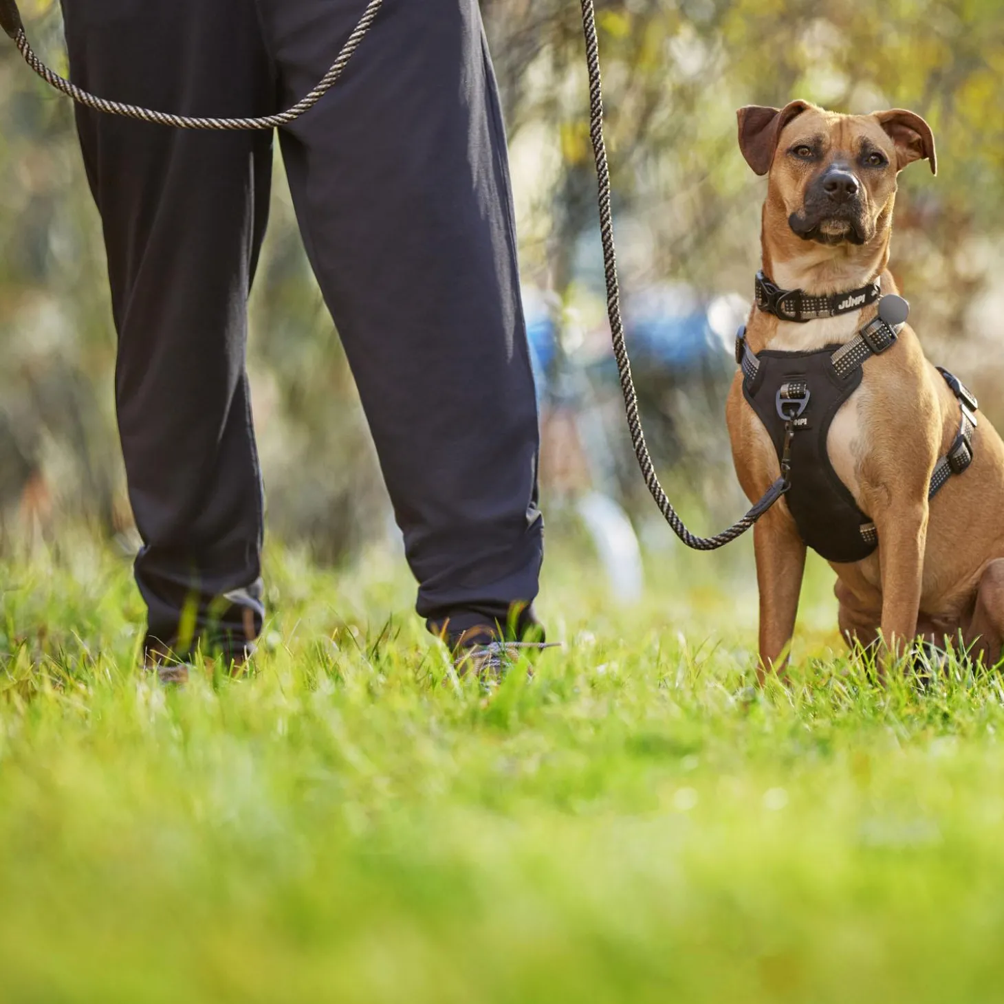 Discover Dog Reflective Multi Attachment Black & Grey Dog Harness