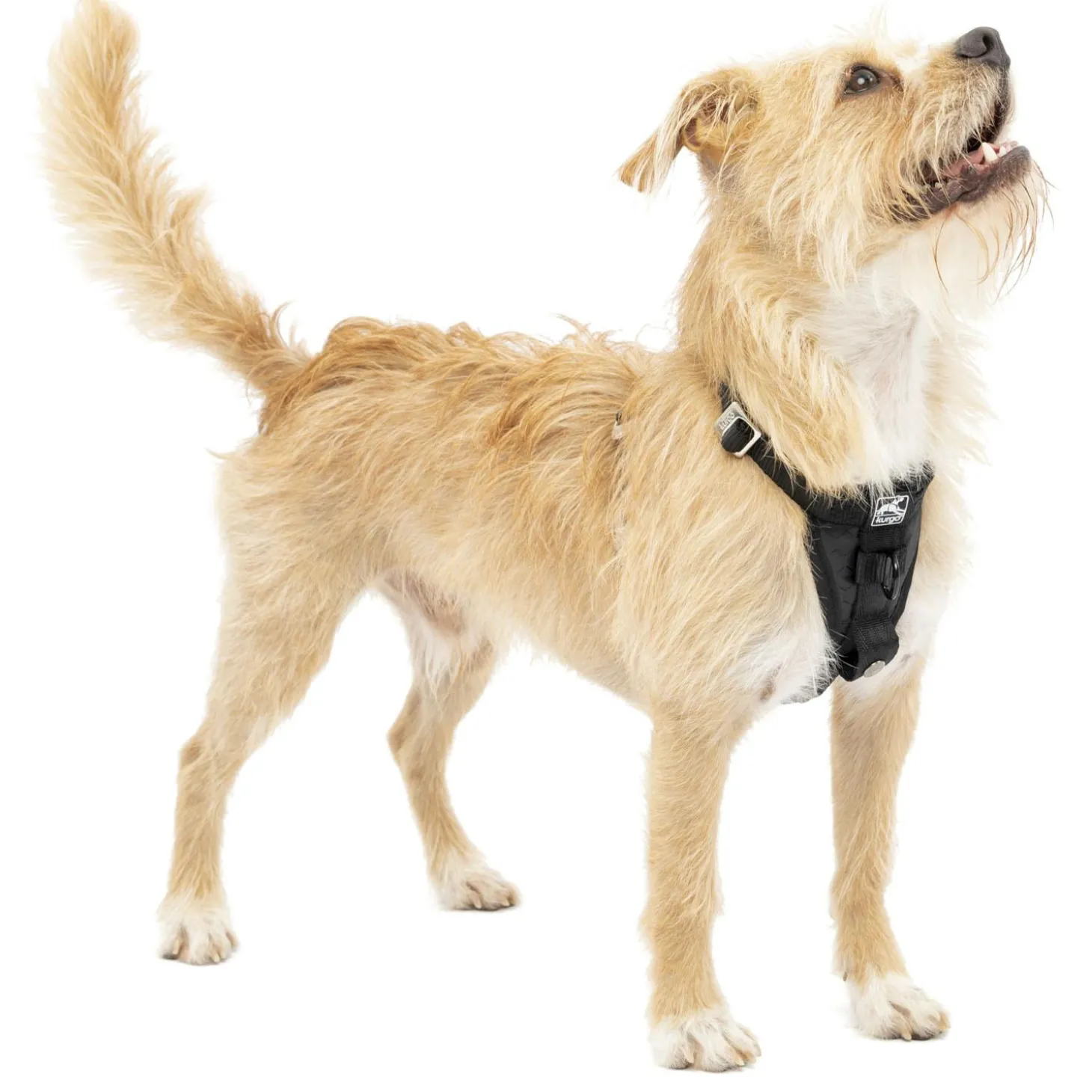 Enhanced Strength Tru-Fit Smart Black Dog Harness