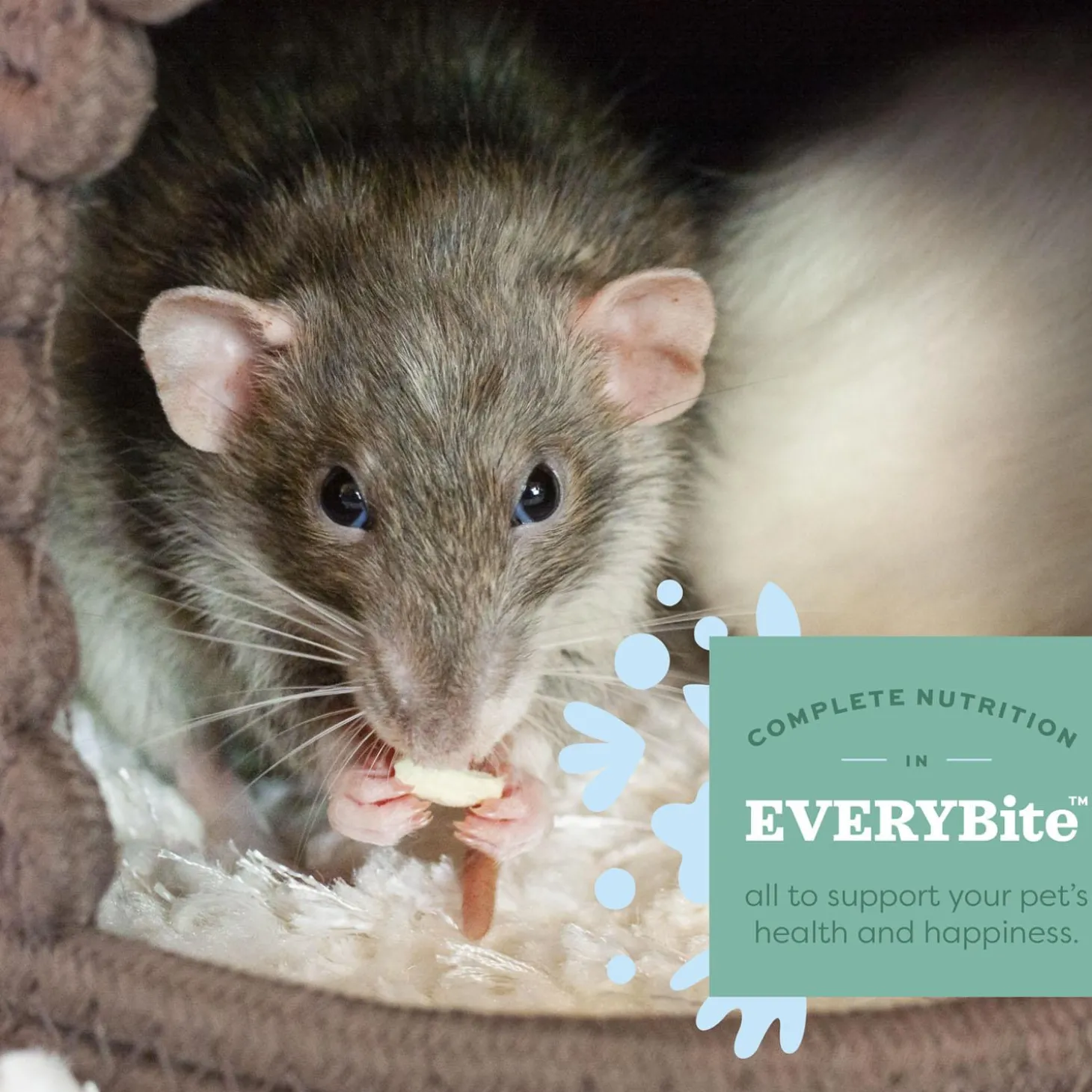 Essentials Adult Rat Food