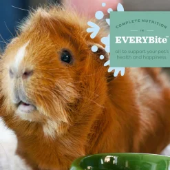 Essentials Young Guinea Pig