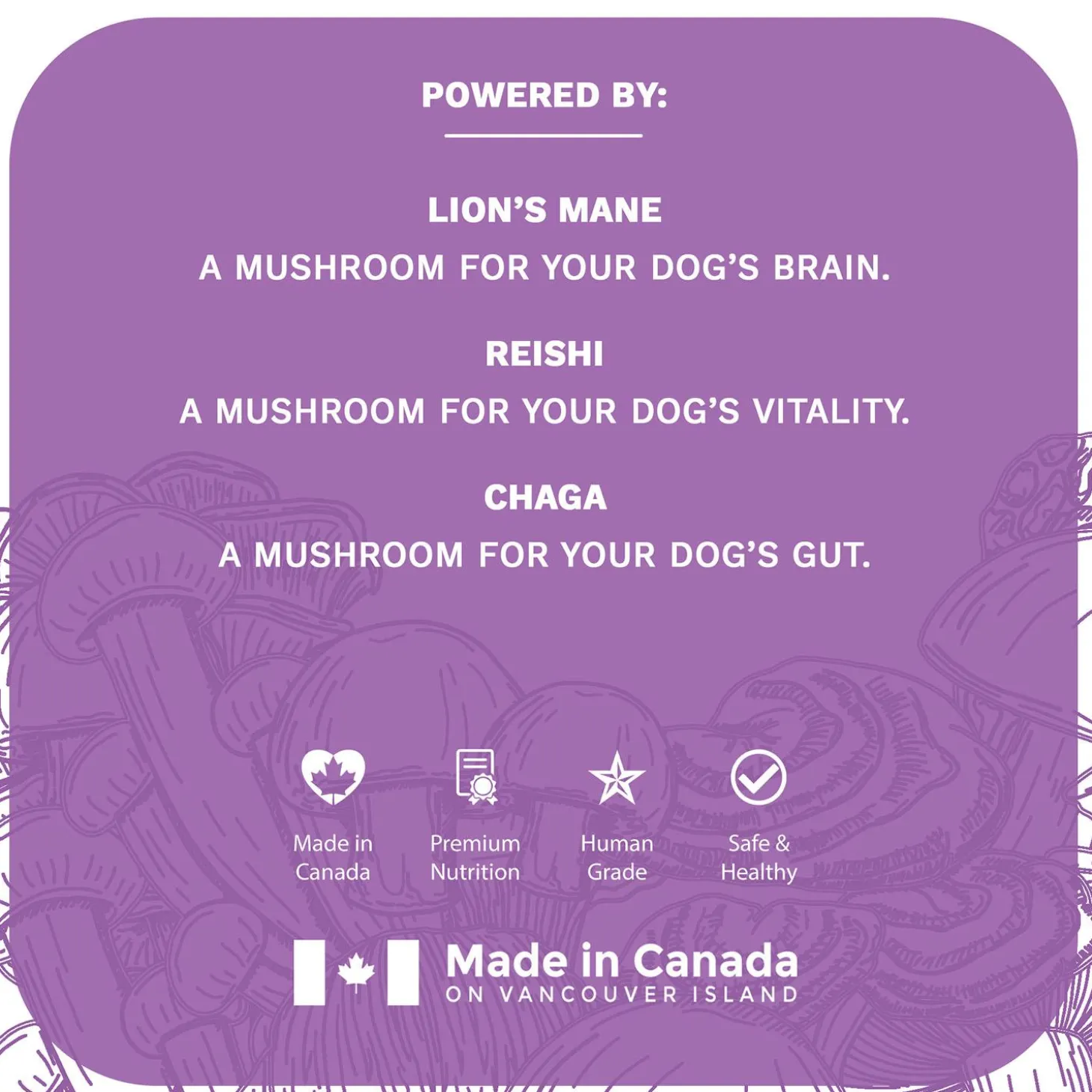 Functional Fungi Brain Function & Senior Support Peanut Butter Dog Treats