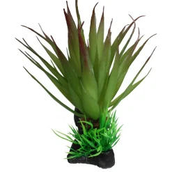 Green Succulents