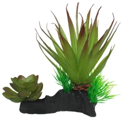 Green Succulents