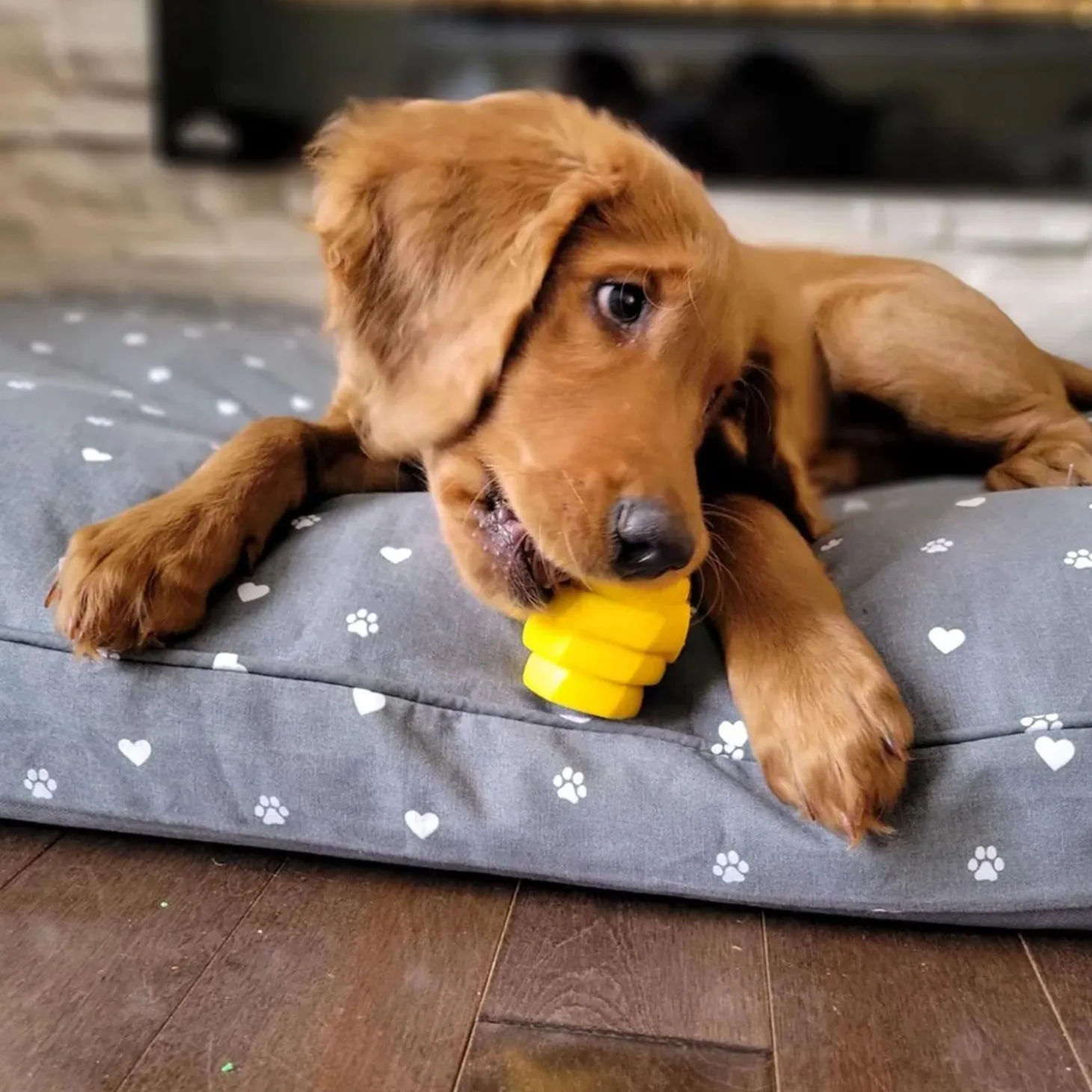 Hive Chew Dog Toy