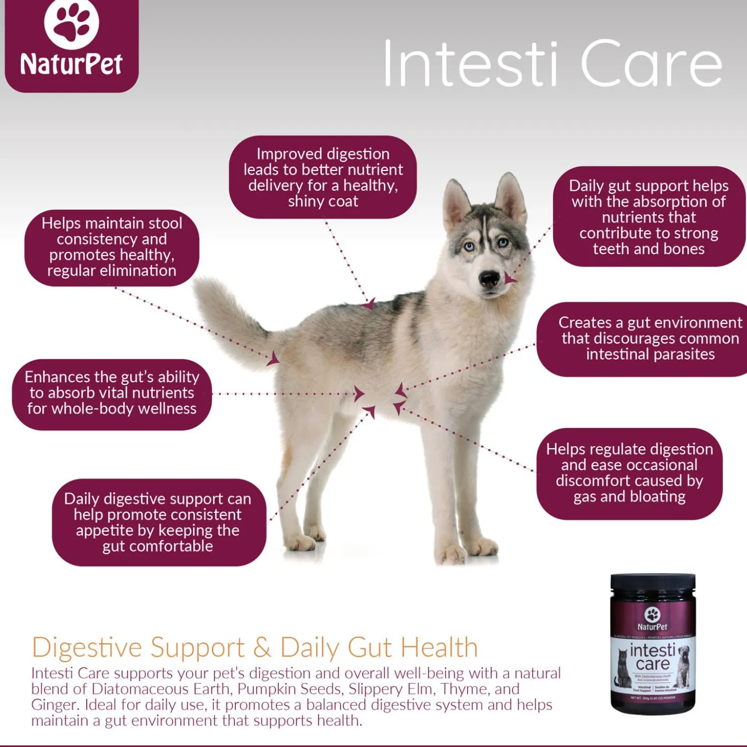 Intesti Care Pet Supplement
