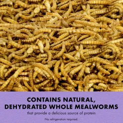 Mealworms Reptile Munchies Reptile Food