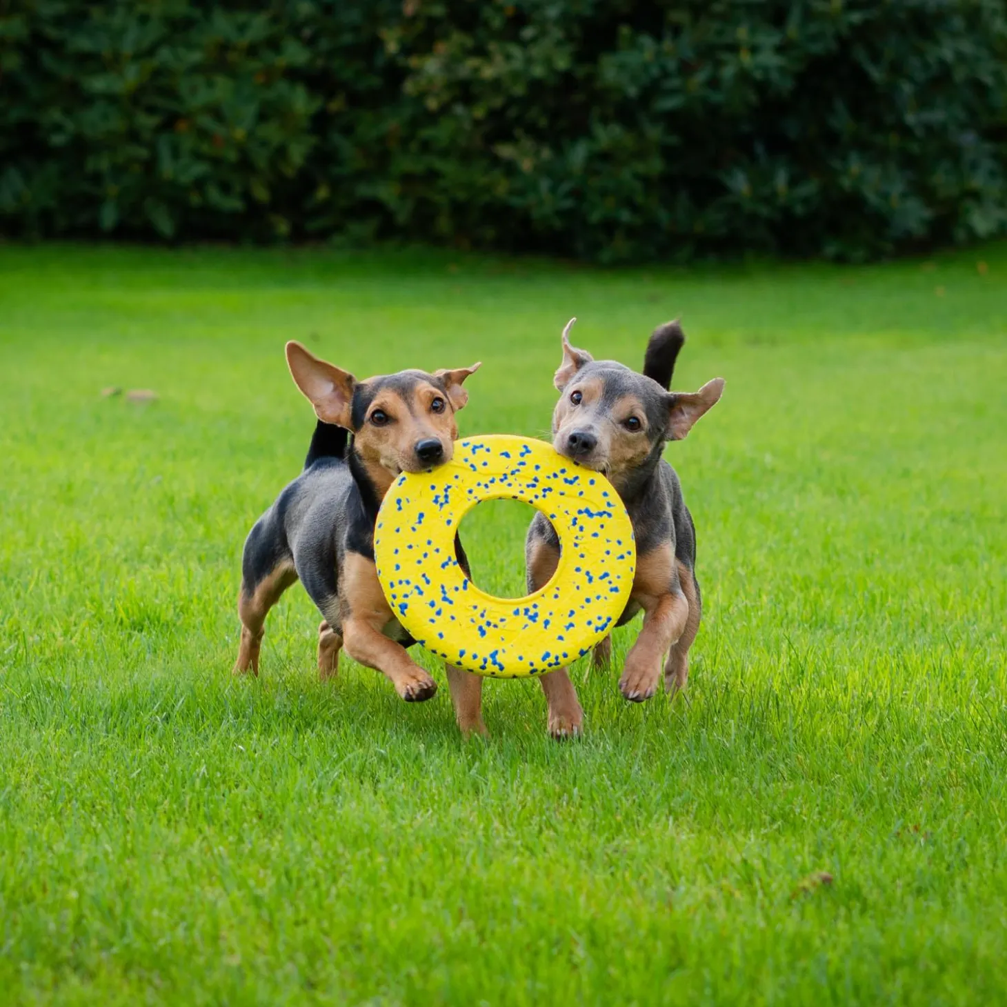 NITRO Flying Disc Dog Toy
