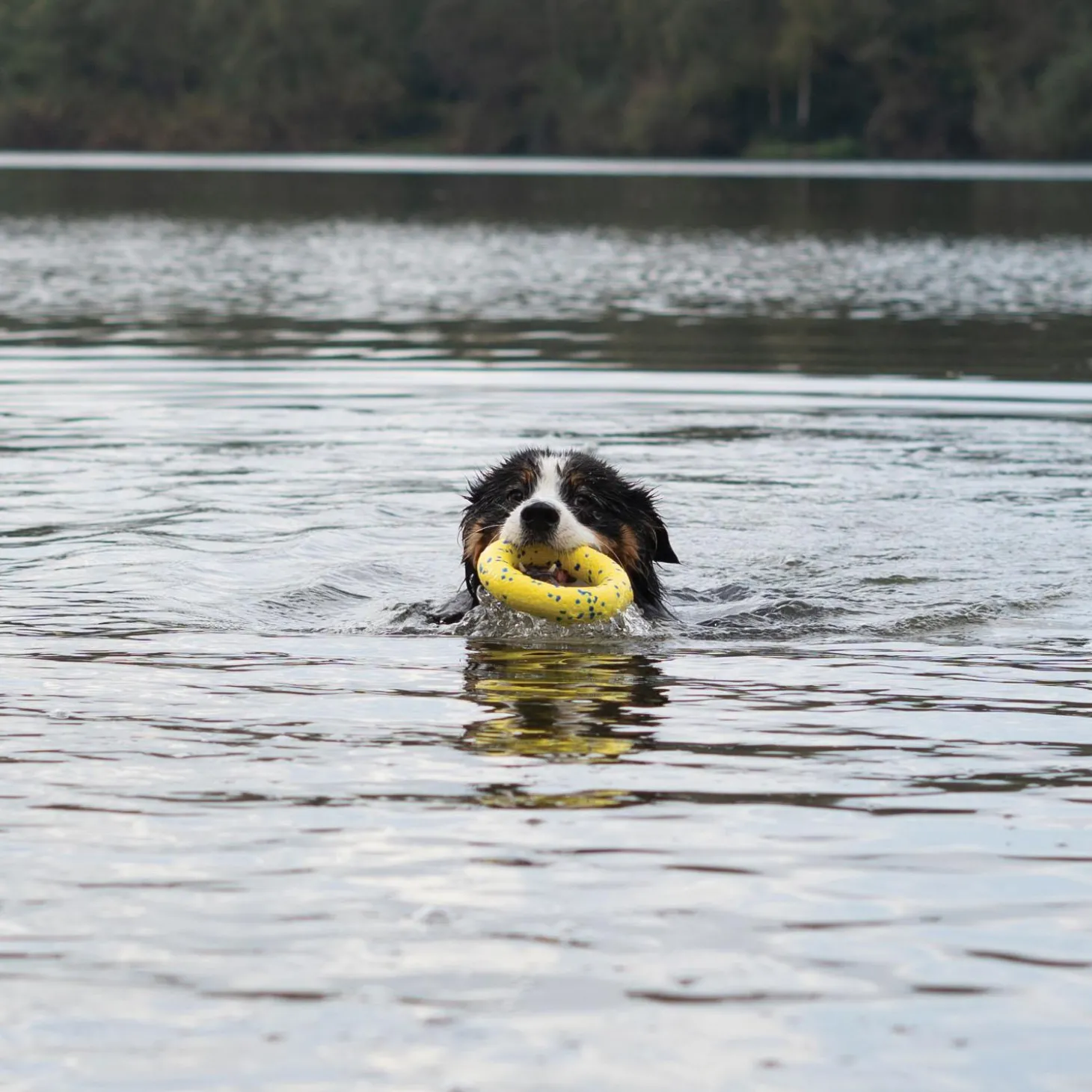 NITRO Ring Dog Toy