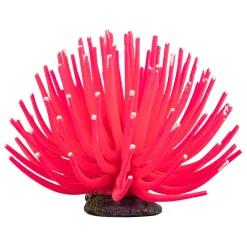 Pink Anemone