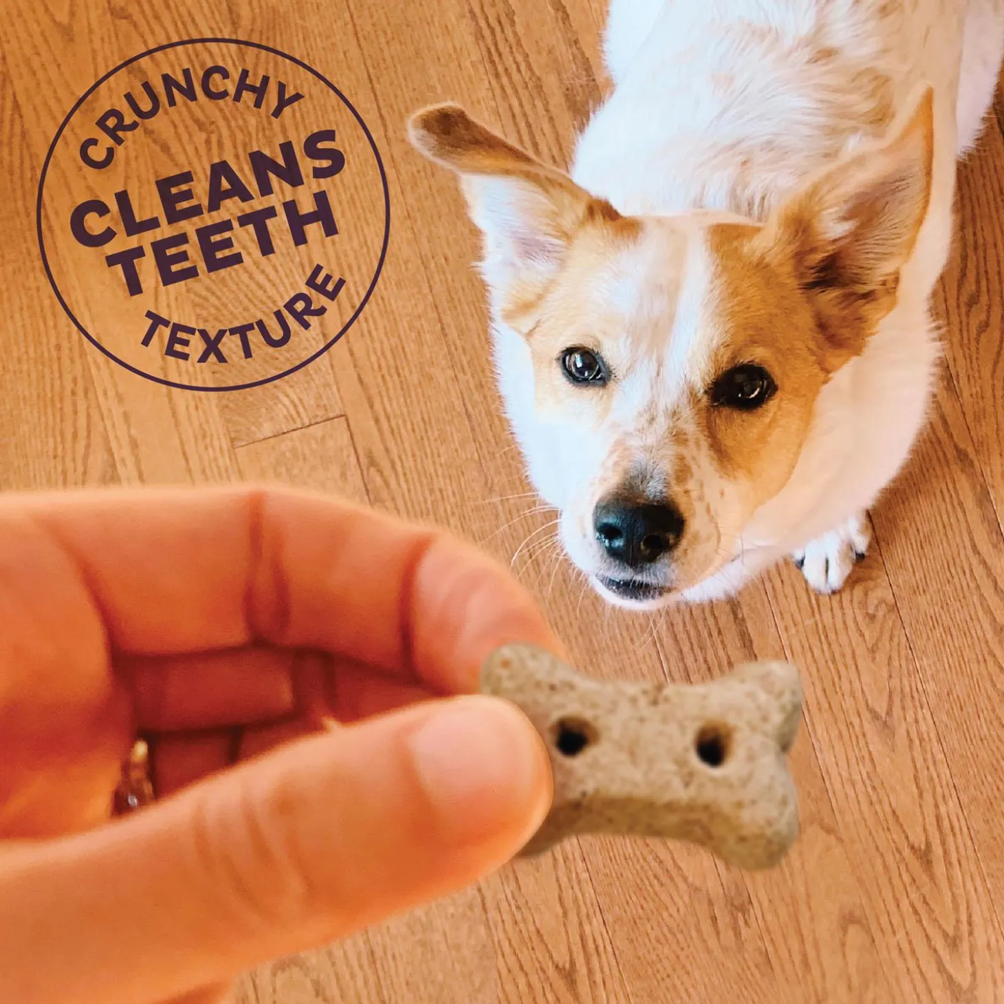 P-Nuttier Small Dog Treats