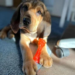 Puppy Chew Freezer Bone Dog Toy