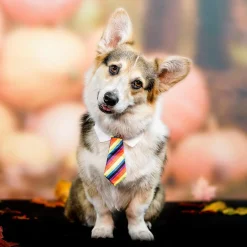 Rainbow Tie