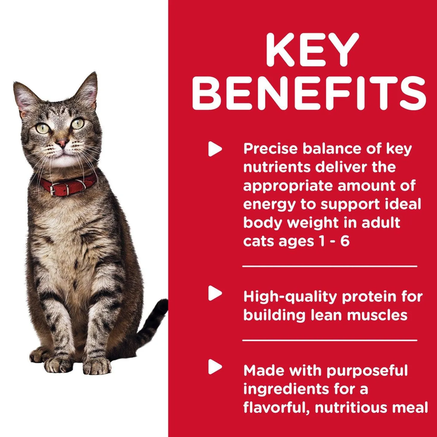 Savoury Turkey Entree Adult Cat Food