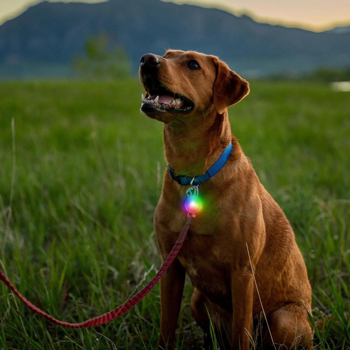 Spotlit Rechargeable Carabiner Light - Disc-O Tech