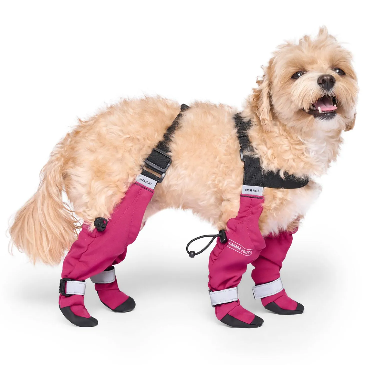 Suspender Short Pink Dog Boots