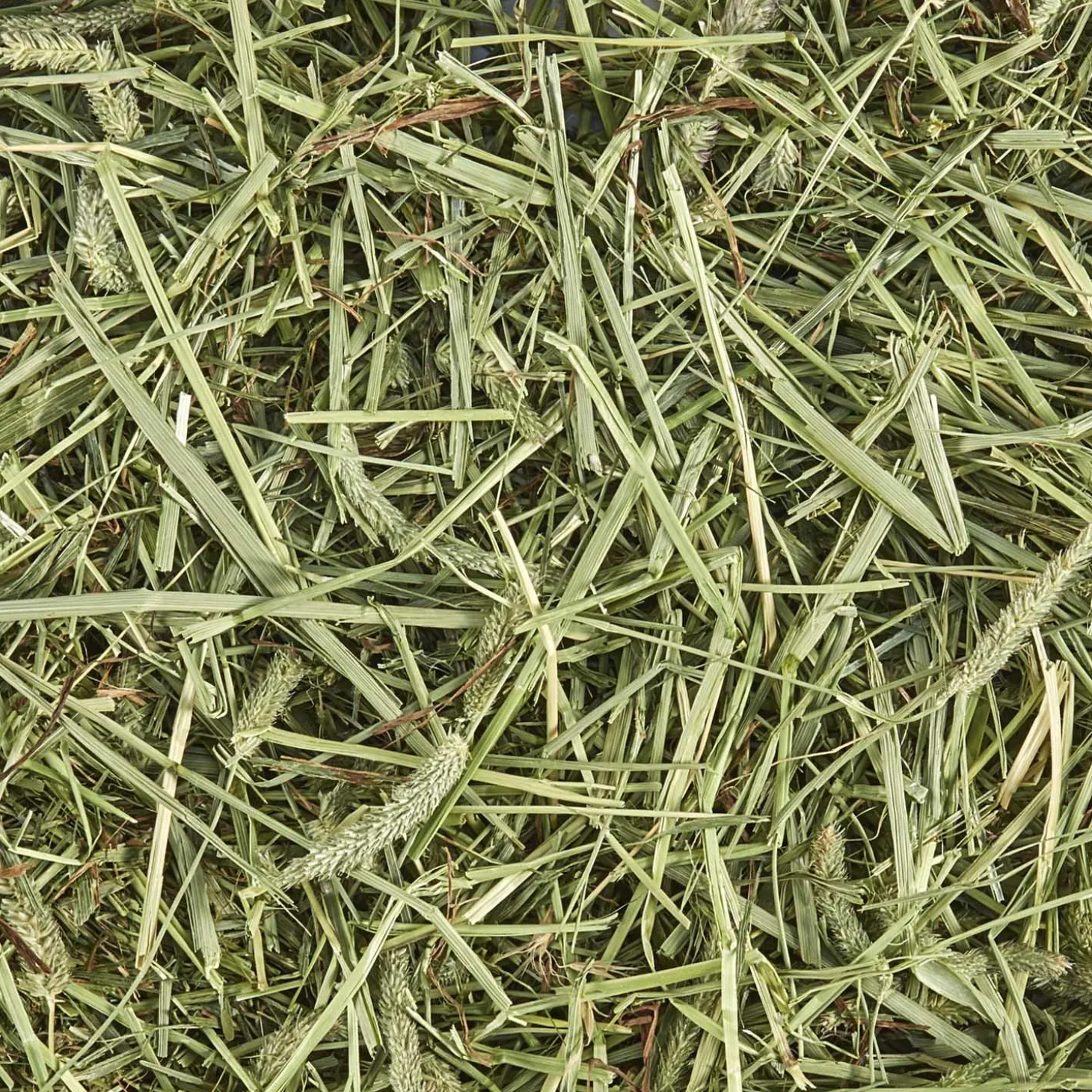 Timothy Hay for Small Animals