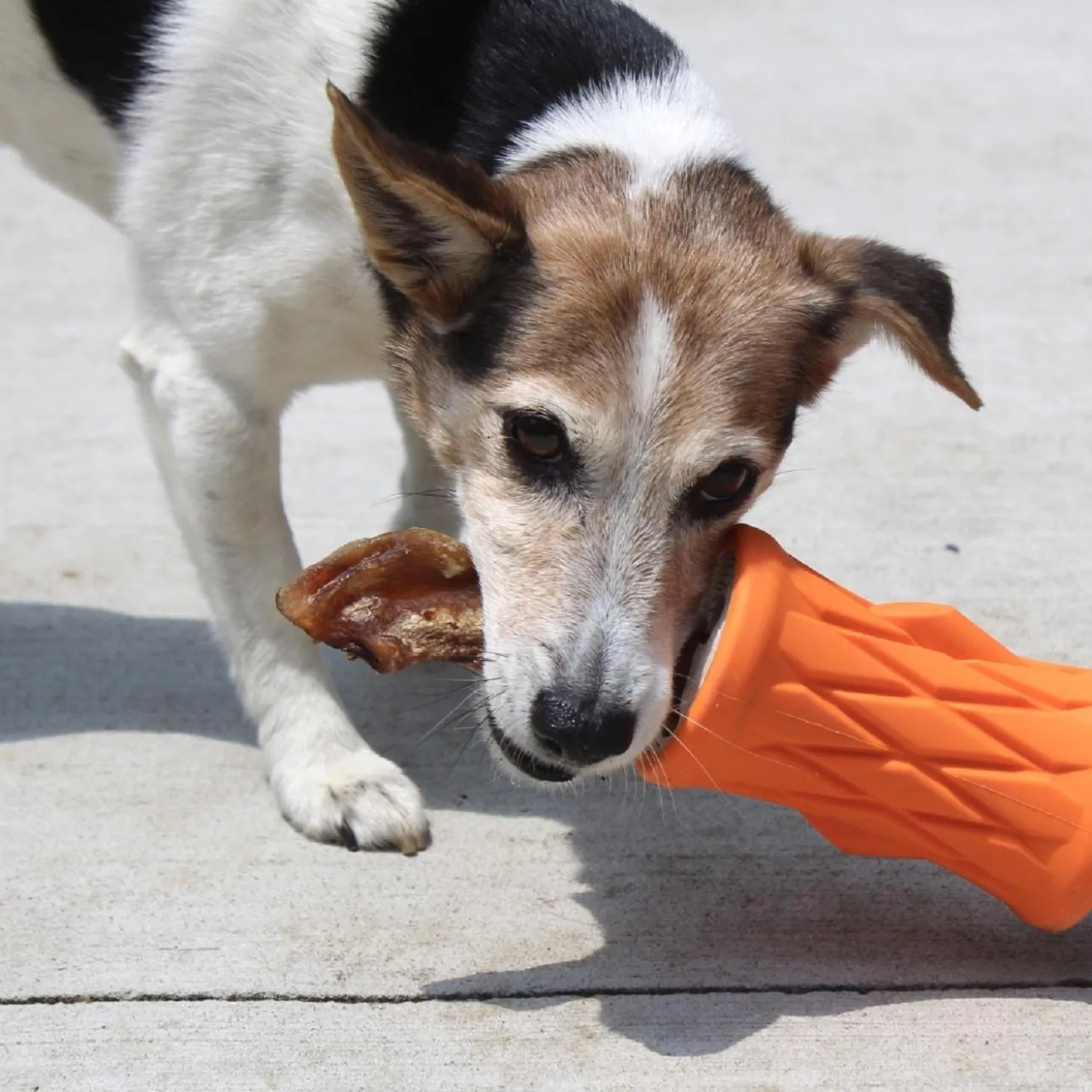 Tree Trunk Reward Dog Toy