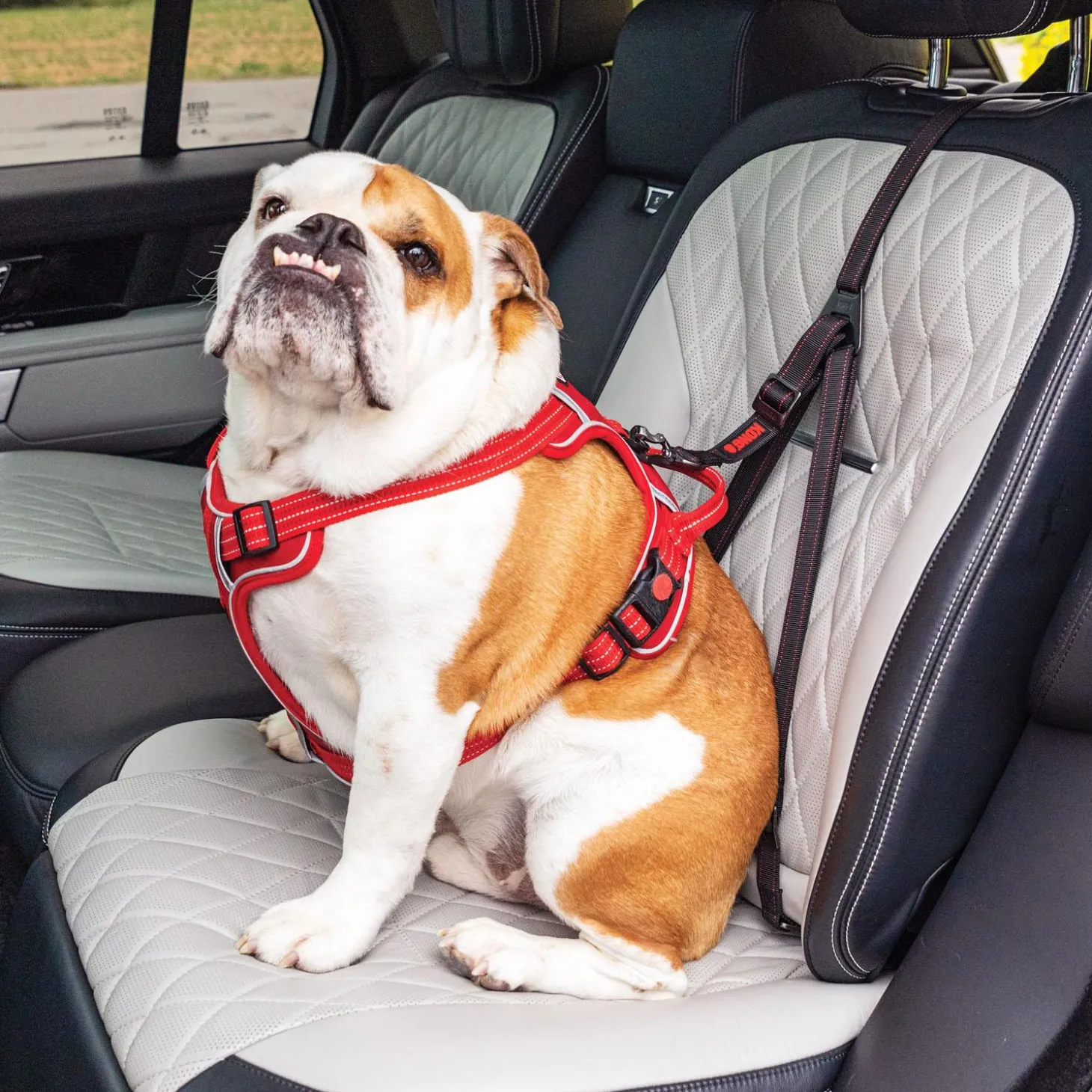 Ultimate Safety Black Tether Dog Seatbelt