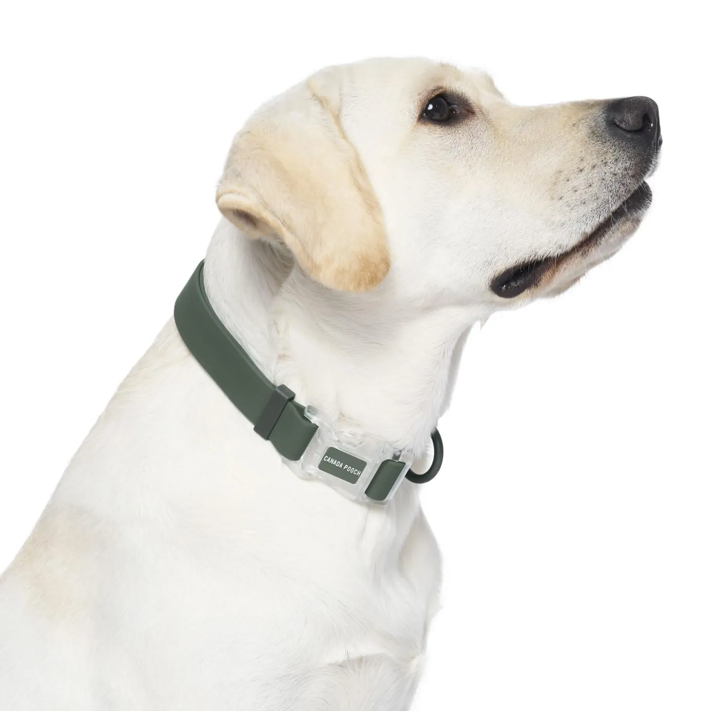 Waterproof Forest Green Dog Collar
